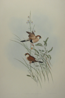 John Gould Birds of Australia